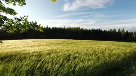 Beautiful spikelets of wheat on a field under the wind on the sunset Stock Footage 136477016