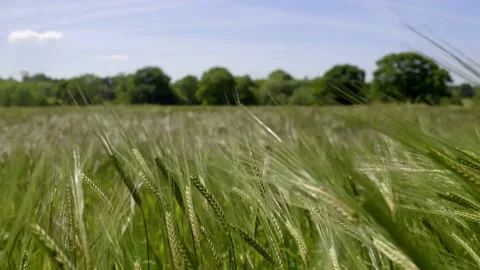 Beautiful spikelets of wheat on a field under the wind Stock Footage 136477089