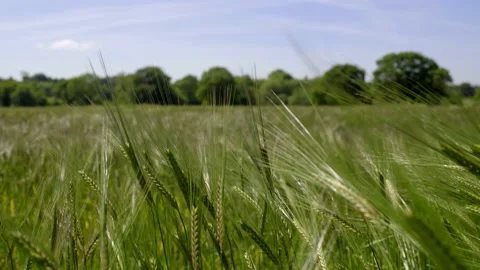 Beautiful spikelets of wheat on a field under the wind Stock Footage 136477110