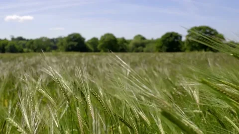 Beautiful spikelets of wheat on a field under the wind Stock Footage 136477112
