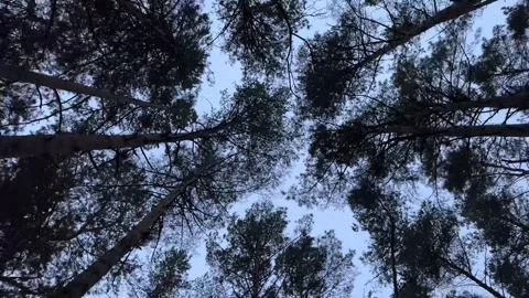 Beautiful Spinning Pine Tree Tops in Autumn Forest Stock Footage 318300028