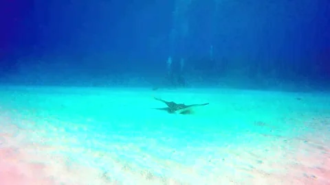 Beautiful spotted eagle stingray has fascinating way of finding food Stockbeeldmateriaal 272565250