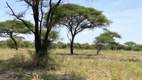 A beautiful spotted giraffe walks elegantly in Tarangire National Park Stock-Footage 170072294