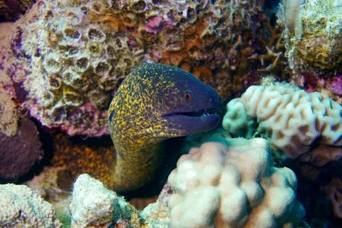 Beautiful spotted moray eel in the Red Sea and Caribbean Sea Stock Photos
