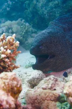 Beautiful spotted moray eel in the Red Sea and Caribbean Sea Stock Photos