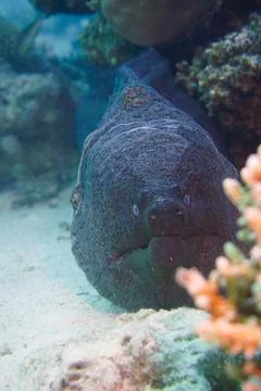 Beautiful spotted moray eel in the Red Sea and Caribbean Sea Foto stock