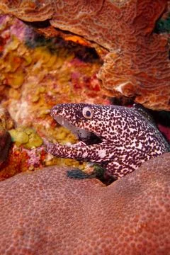 Beautiful spotted moray eel in the Red Sea and Caribbean Sea Foto stock