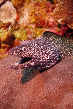 Beautiful spotted moray eel in the Red Sea and Caribbean Sea Stock Photos