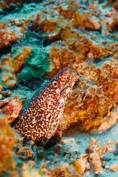 Beautiful spotted moray eel in the Red Sea and Caribbean Sea Stock Photos