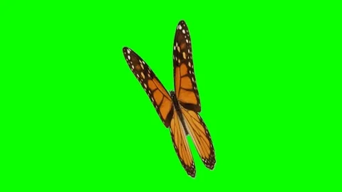 Beautiful spotted orange butterfly flapping while sitting and not flying, high Stock Footage 285951396