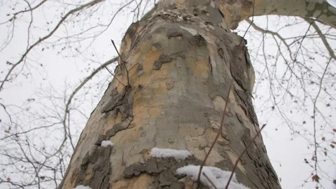 A Beautiful Spotted Tree Trunk. Peeling Bark. Video stock 195935324