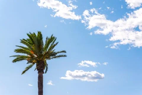 Beautiful spreading palm tree on the beach, exotic plants symbol of holidays Stock Photos