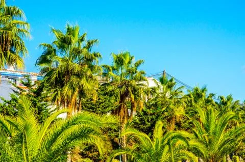 Beautiful spreading palm tree on the beach, exotic plants symbol of holidays Stock Photos