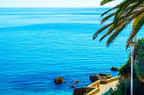 Beautiful spreading palm tree on the beach, exotic plants symbol of holidays Stock Photos