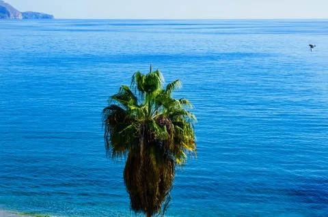Beautiful spreading palm tree on the beach, exotic plants symbol of holidays Stock Photos