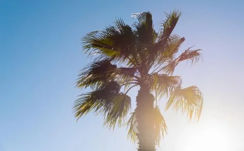 Beautiful spreading palm tree, exotic plants symbol of holidays, hot day, big Stock Photos