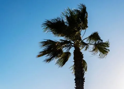 Beautiful spreading palm tree, exotic plants symbol of holidays, hot day, big Stock Photos