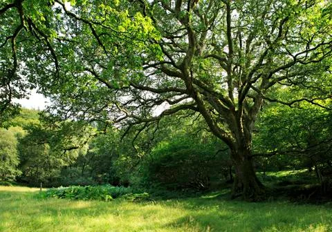 Beautiful spreading tree in Wicklow 스톡 사진