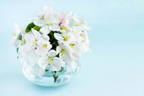 A beautiful sprig of an apple tree with white flowers in a glass vase against Stock Photos
