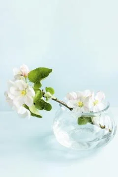 A beautiful sprig of an apple tree with white flowers in a glass vase Stock Photos