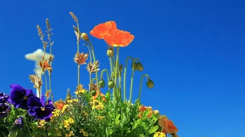 Beautiful spring and summer flower arrangement front of blue sky Stock Footage 11136097