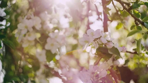 Beautiful spring apple blossoms. Stock Footage 195894122