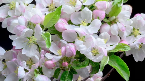 Beautiful Spring apple tree blossom is opening timelapse. Stock Footage 146946304