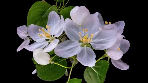 Beautiful Spring apple tree blossom is opening timelapse. Spring flowers opening Stock Footage 298822067