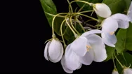 Beautiful Spring Apple Tree Flowers Blossom Timelapse, Close Up. Stock Footage
