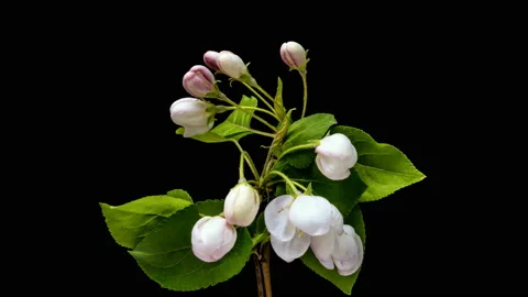Beautiful Spring Apple tree flowers blossom timelapse, close up. Stock Footage 117335430
