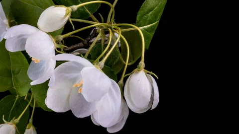 Beautiful Spring Apple tree flowers blossom timelapse, close up. Stock Footage 119077884