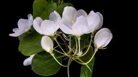 Beautiful Spring Apple tree flowers blossom timelapse, close up. Stock Footage 129418238