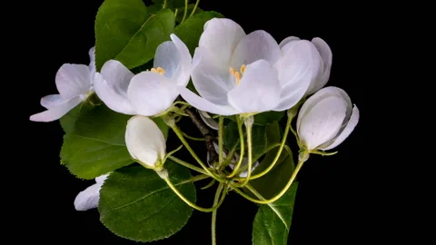 Beautiful Spring Apple tree flowers blossom timelapse, close up. Time lapse of Stock Footage 129805498