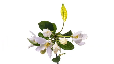 Beautiful Spring Apple tree flowers blossom timelapse, close up. Time lapse of Stock Footage 130610057