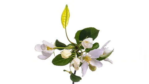 Beautiful Spring Apple tree flowers blossom timelapse, close up. Time lapse of 스톡 동영상 131340517