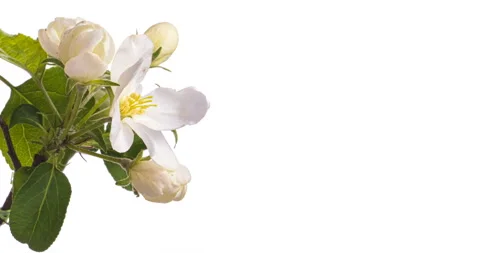 Beautiful spring Apple tree flowers blossoming on a white background close-up Video stock 138897858