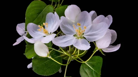 Beautiful Spring Apple tree flowers blossom timelapse, close up. Stock Footage 169576937