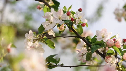 Beautiful Spring Apple tree flowers blossom, close up. Spring flowering apple Stock Footage 194441285