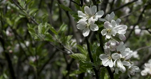 Beautiful Spring Apple Tree Flowers Blossom On Sunset, Close Up Stock Footage 231130162