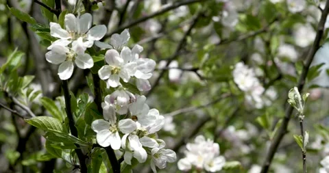 Beautiful Spring Apple Tree Flowers Blossom On Sunset, Close Up Video stock 231130165