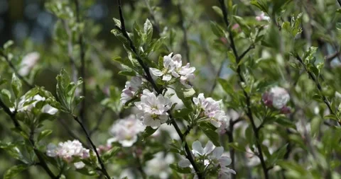 Beautiful Spring Apple Tree Flowers Blossom On Sunset, Close Up Video stock 231130178