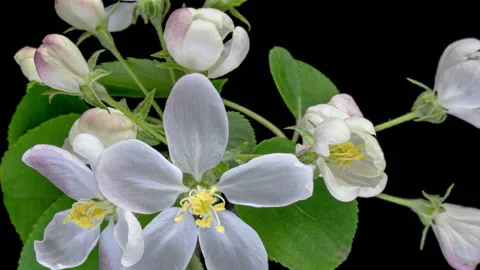 Beautiful spring Apple tree flowers blossoming on black background close-up Stock Footage 237369437