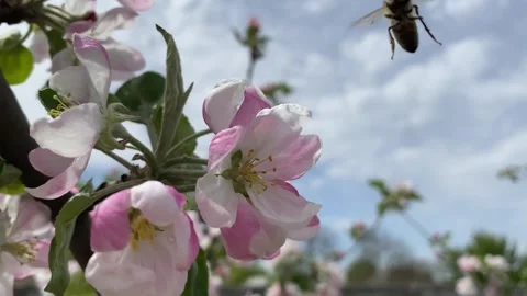 Beautiful Spring Apple tree flowers blossom, close up. Spring flowering apple Stock Footage 240759223