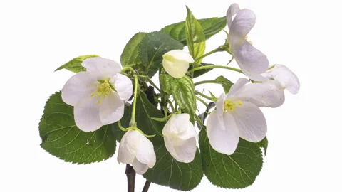 Beautiful spring Apple tree flowers blossoming. Stock Footage 250082773