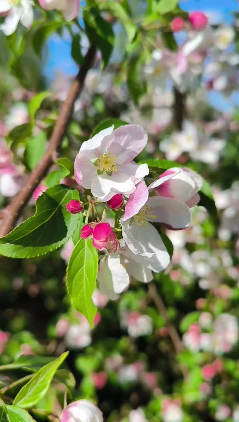 Beautiful Spring Apple tree flowers blossom, close up. Spring flowering apple Stock Footage 274320325