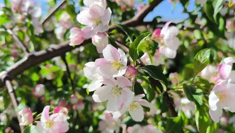 Beautiful Spring Apple tree flowers blossom, close up. Spring flowering apple Stock Footage 274320345