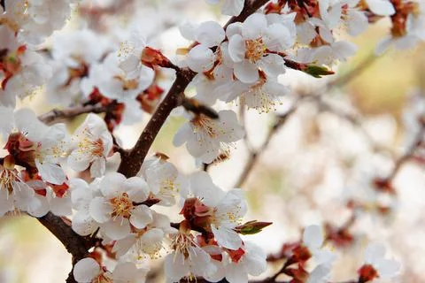 Beautiful spring apple tree flowers blossomed on tree branches in the garde.. Stock Photos