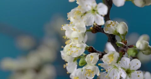 Beautiful Spring Apricot tree blossom open timelapse Stock Footage 198517641