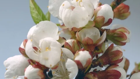 Beautiful spring apricot tree flowers blossom timelapse, extreme closeup Stock Footage
