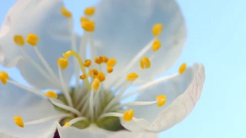 Beautiful spring apricot tree flowers blossoming timelapse Stock Footage 74450069